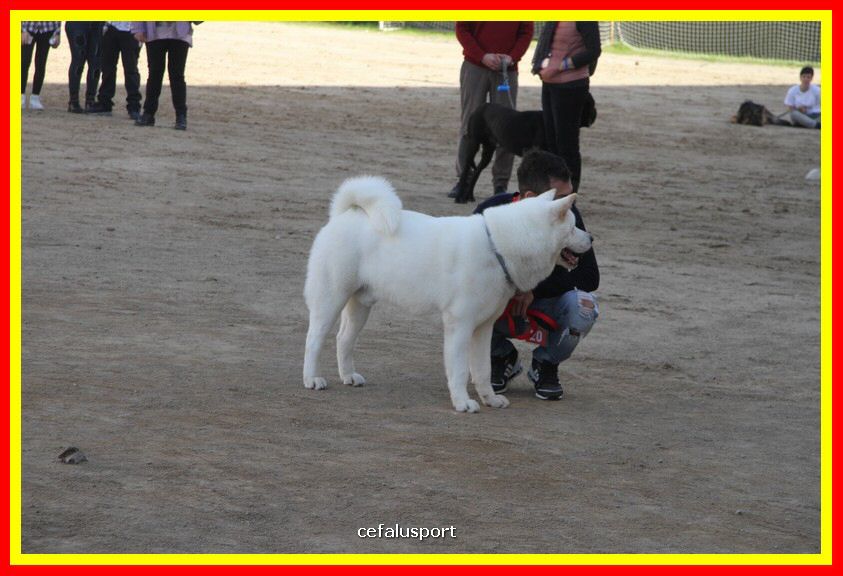 180311 mostra_canina 008.jpg